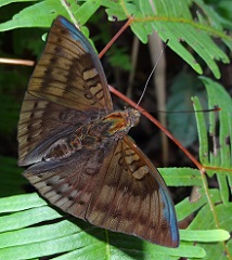 White Tipped Baron (Euthalia merta merta) photo